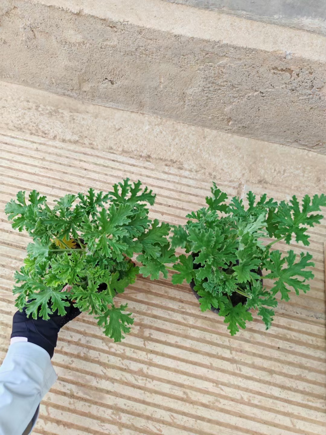 驱蚊草种植基地与养护