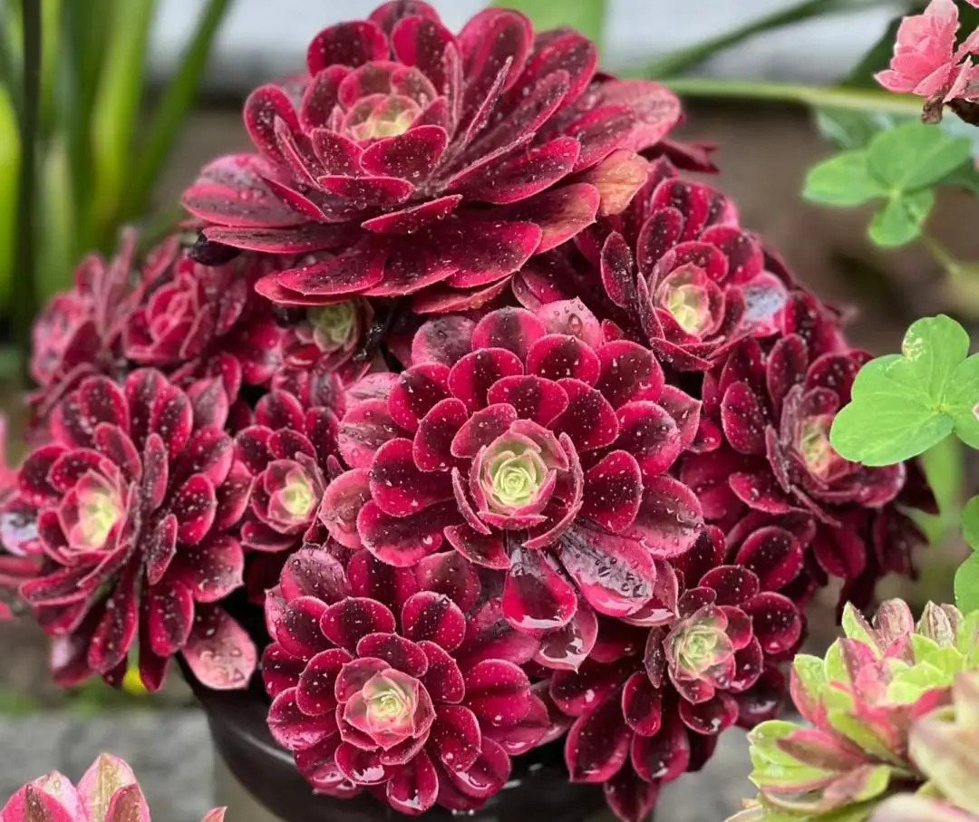 似花非花,似莲非莲,这种植物才是多肉界的"天花板"