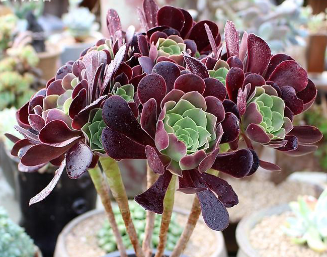 似花非花,似莲非莲,这种植物才是多肉界的"天花板"