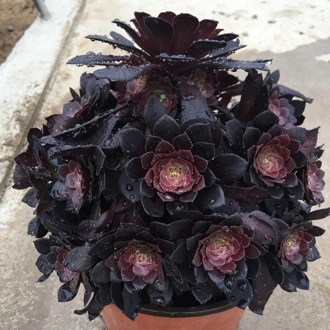 似花非花,似莲非莲,这种植物才是多肉界的"天花板"