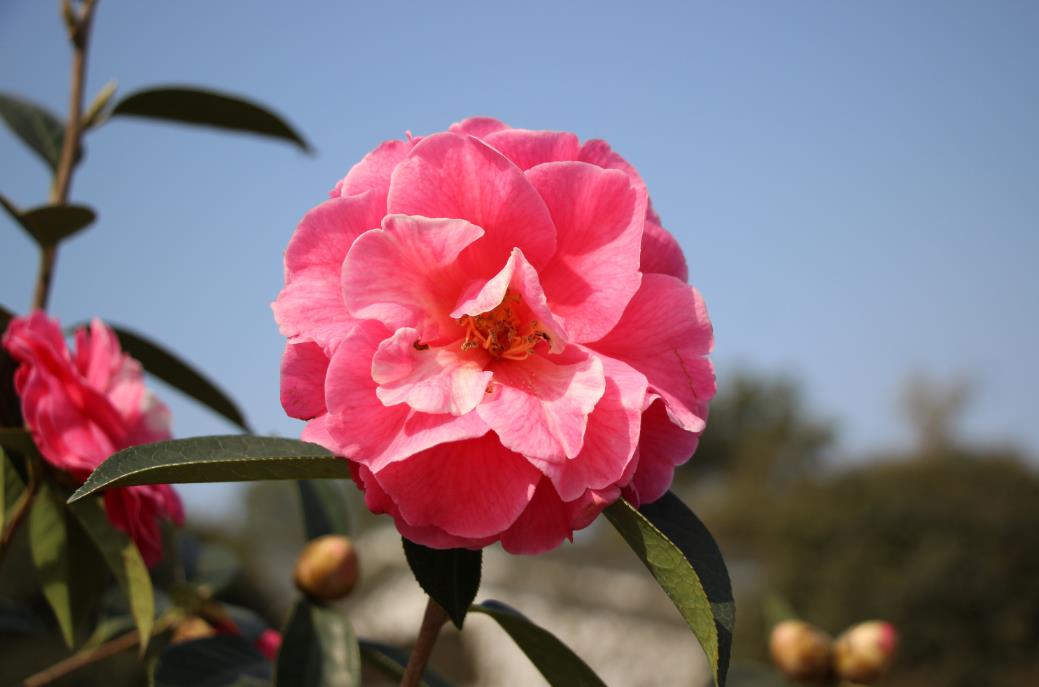 重庆的市树市花是啥?全国城市市树市花巡礼系列