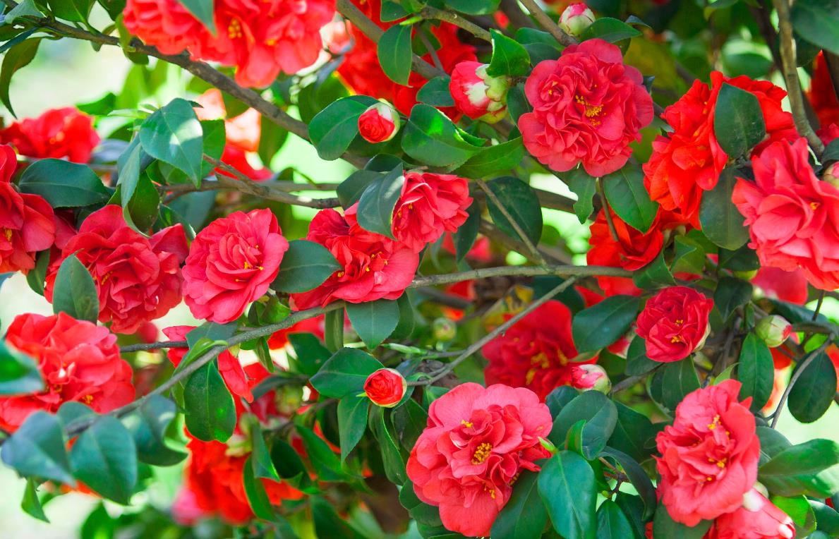 重庆的市树市花是啥?全国城市市树市花巡礼系列