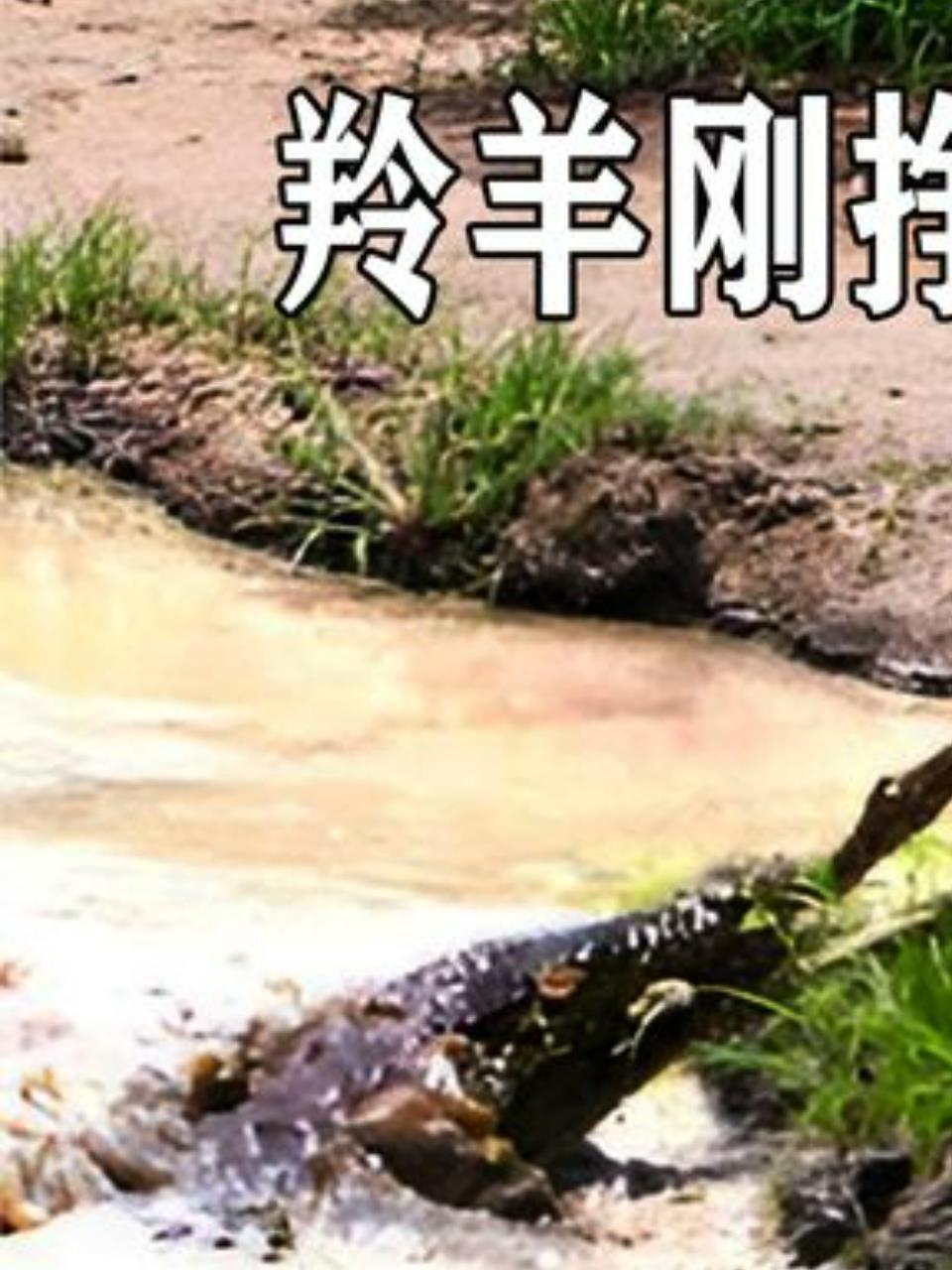 羚羊生死挣扎,鳄鱼花豹双双夹击,谁能笑到最后?