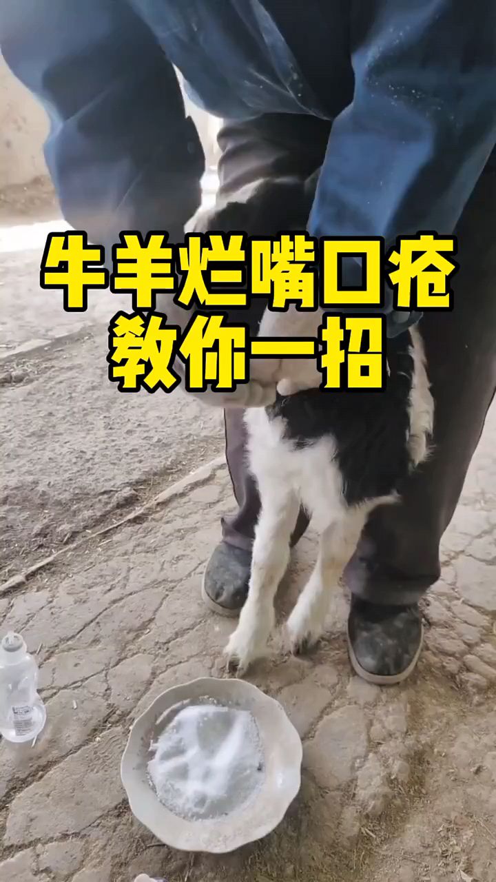 羊烂嘴巴口疮口炎,教你一招