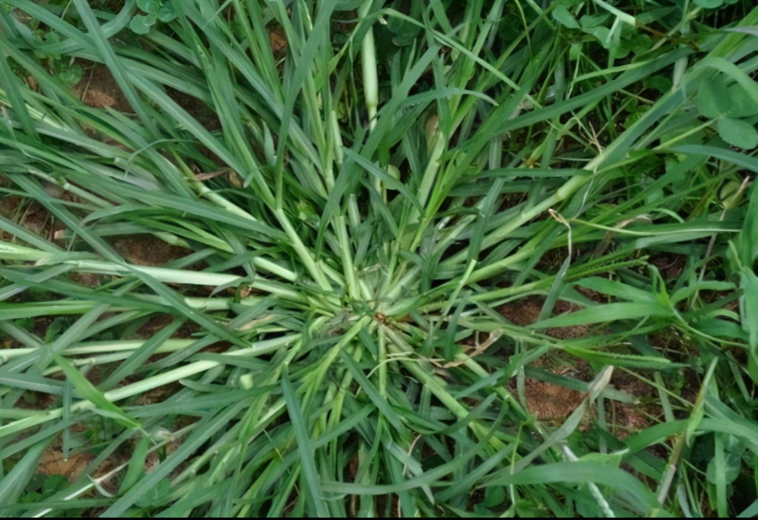 农村消炎止痛草药图片