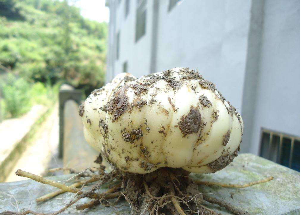 花期虽短图片