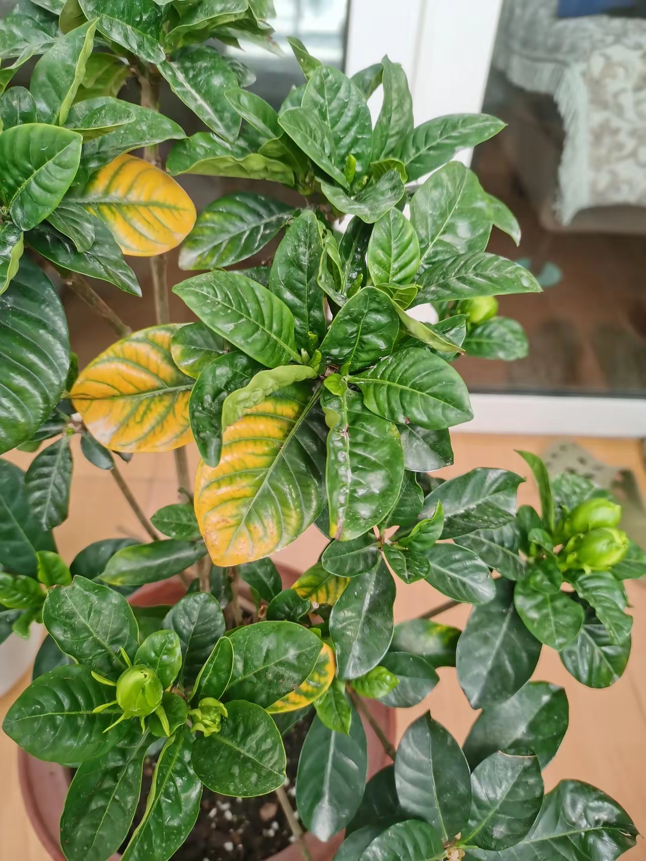 栀子花黄叶栀子花黄叶对照图栀子花黄化病图片栀子花叶子发黄干枯掉