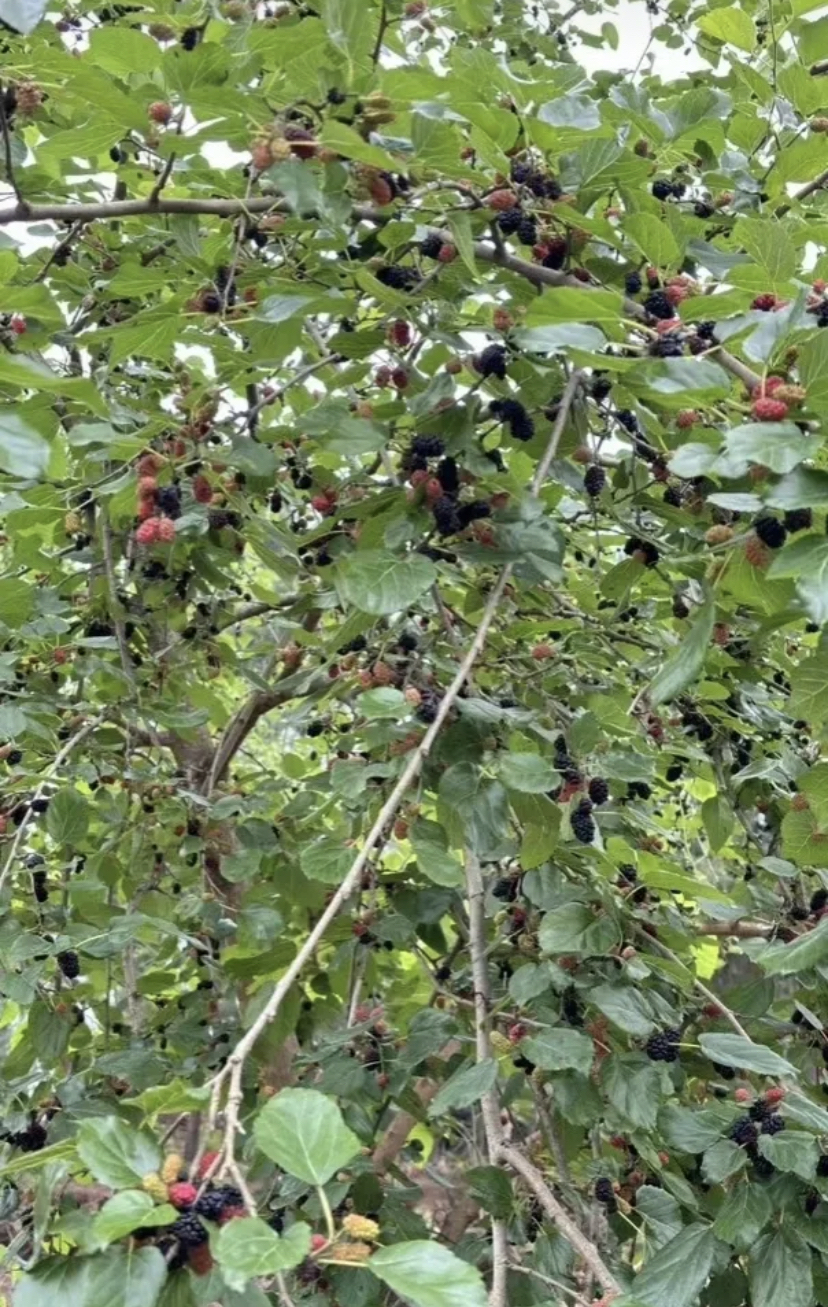朋友告诉我这野生桑椹叫马桑,微毒,少吃没事吃多了要命,他们村里有人