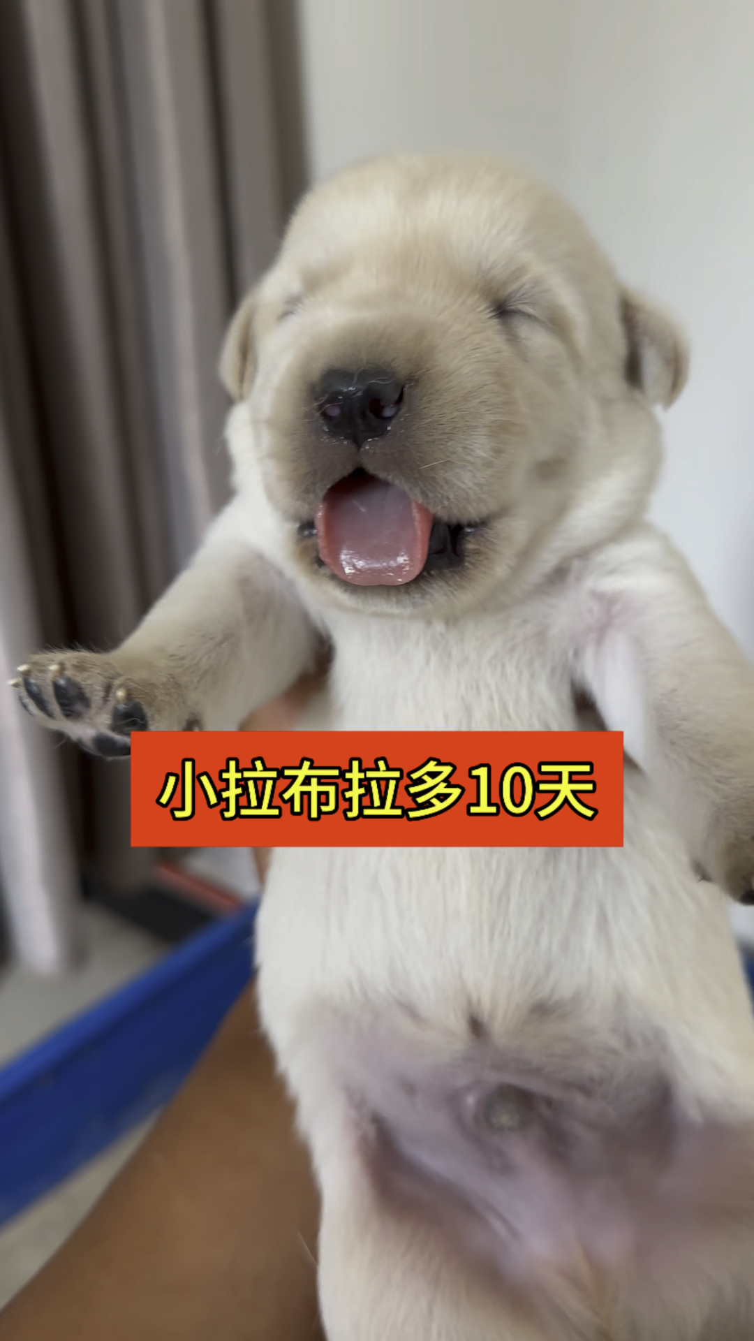 小拉布拉多10天了会爬着走路了