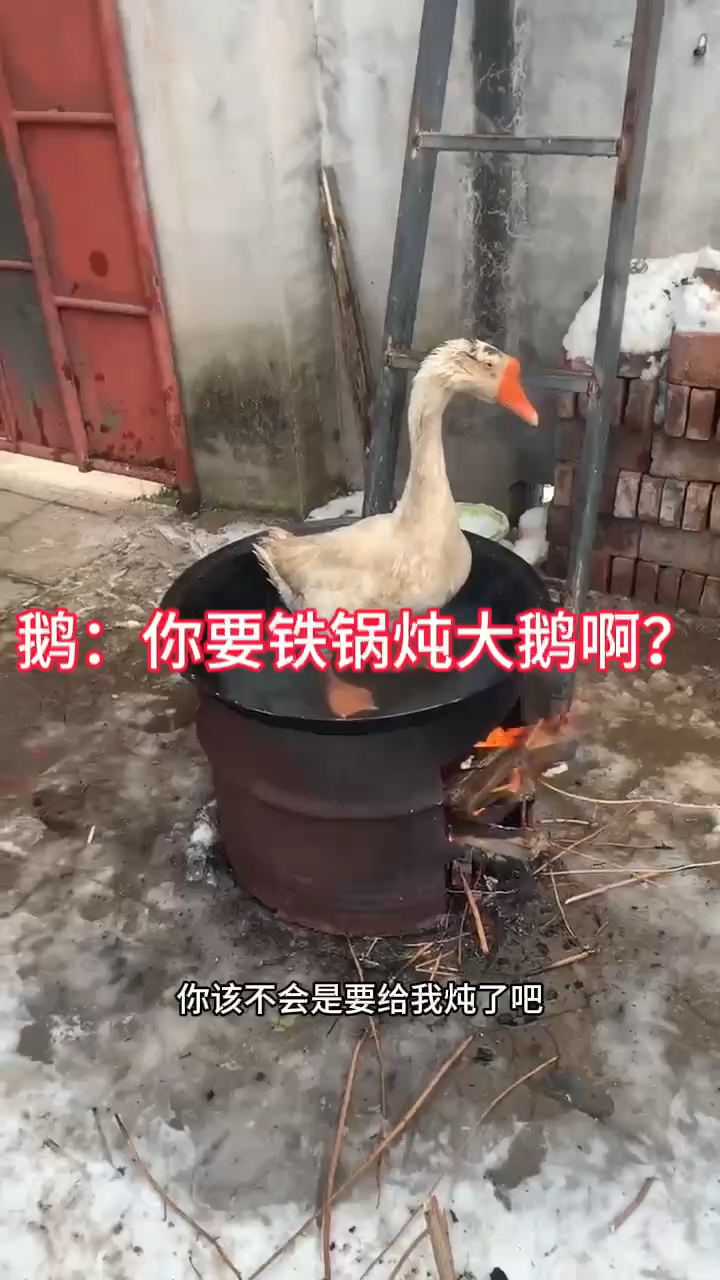 鹅:你要铁锅炖大鹅啊