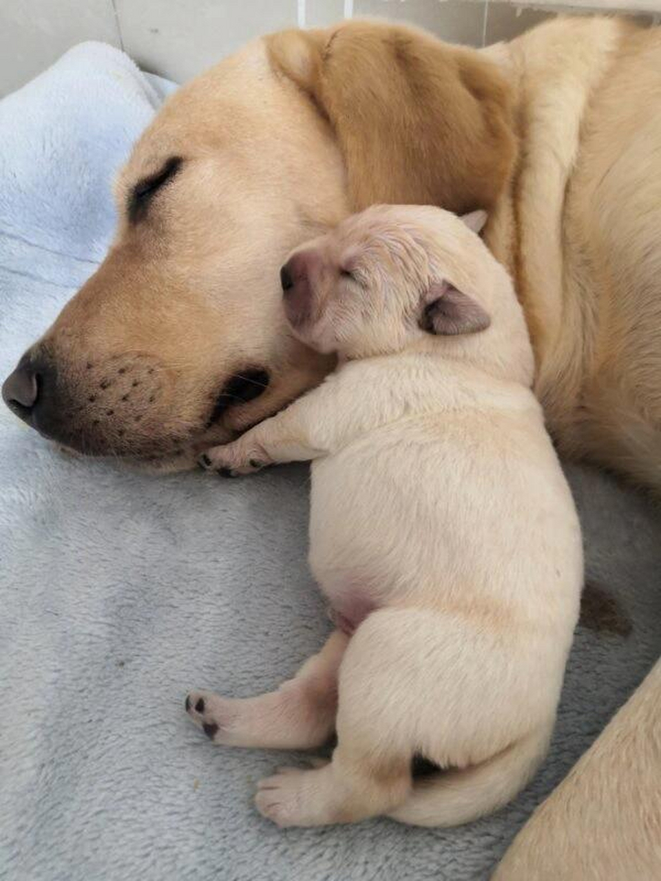 狗宝宝也很害怕离开妈妈啊