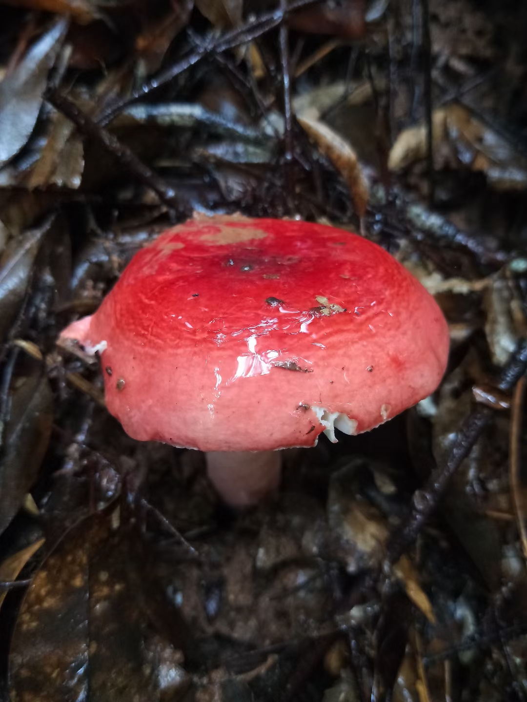 在广西容县浪水镇一带出红茹(即红椎菌),雨后很多人上山欲采几朵煲汤