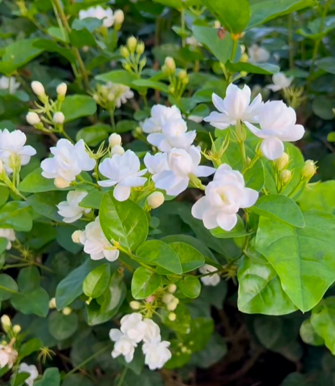 茉莉花的样子图片