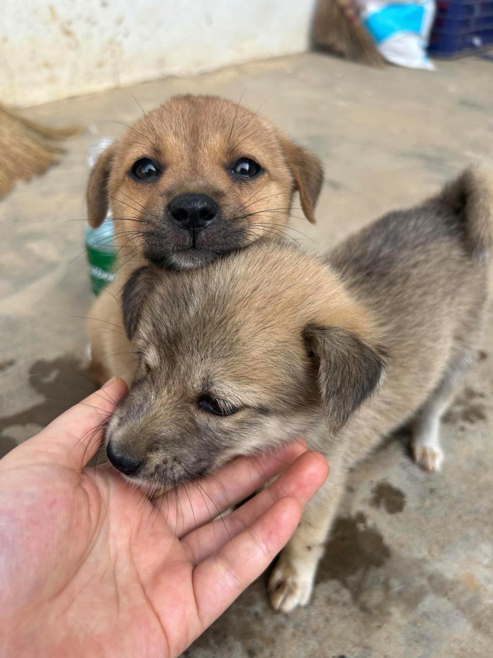 今天偶遇两只可爱的小土狗,尾巴摇个不停特别讨人喜欢,我忍不住蹲下来