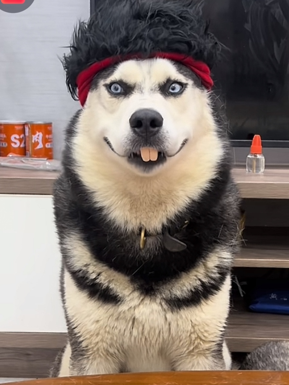 可能是二哈的某个样子或者行为,和道明寺的某些方面很像,真的还挺有