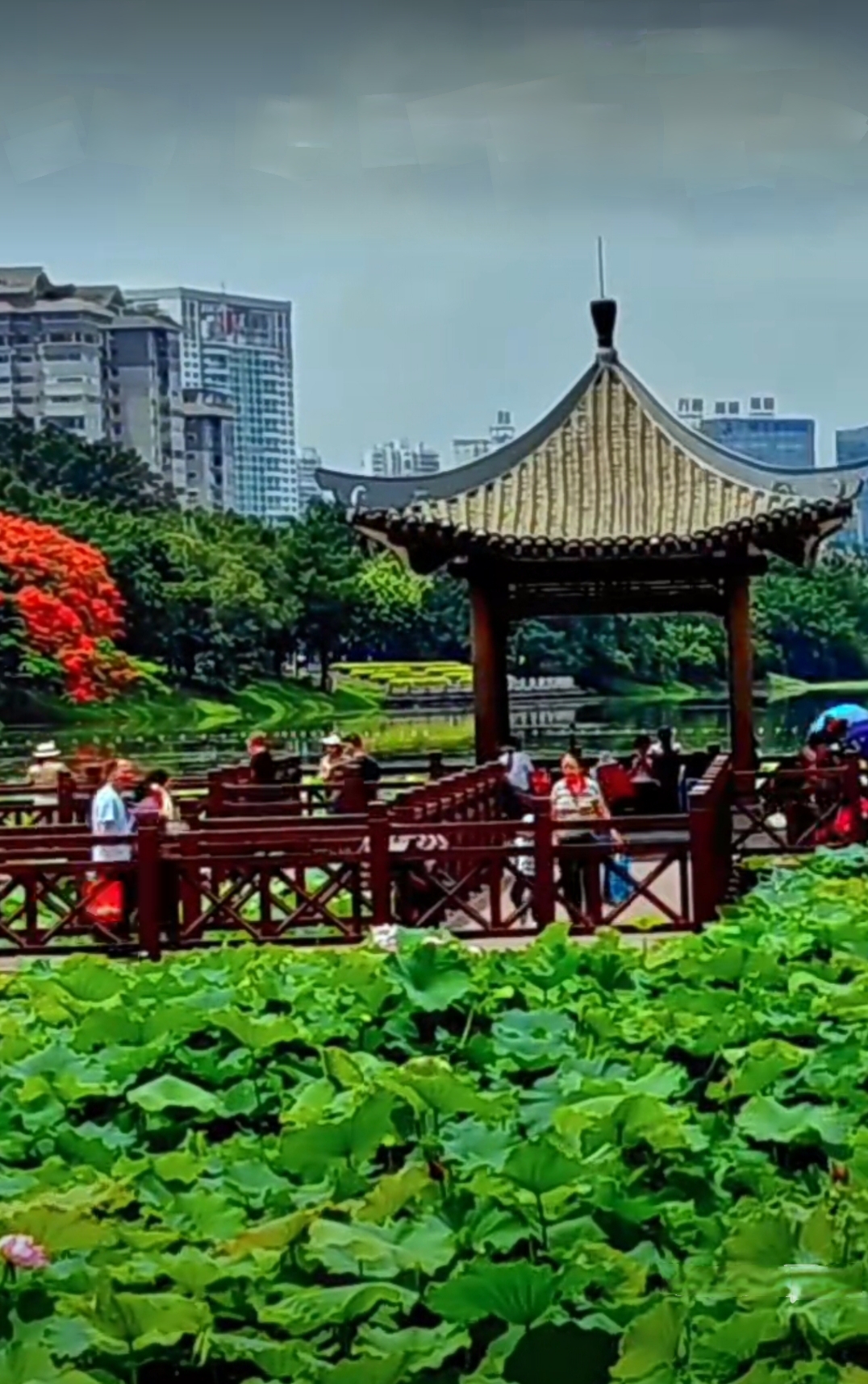 心也要像莲花一样,出淤泥而不染.种善因,得善果,行善事,结善缘