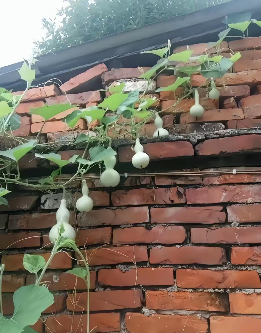 葫芦娃葫芦娃,一根藤上七个瓜.[呲牙][呲牙][呲牙]