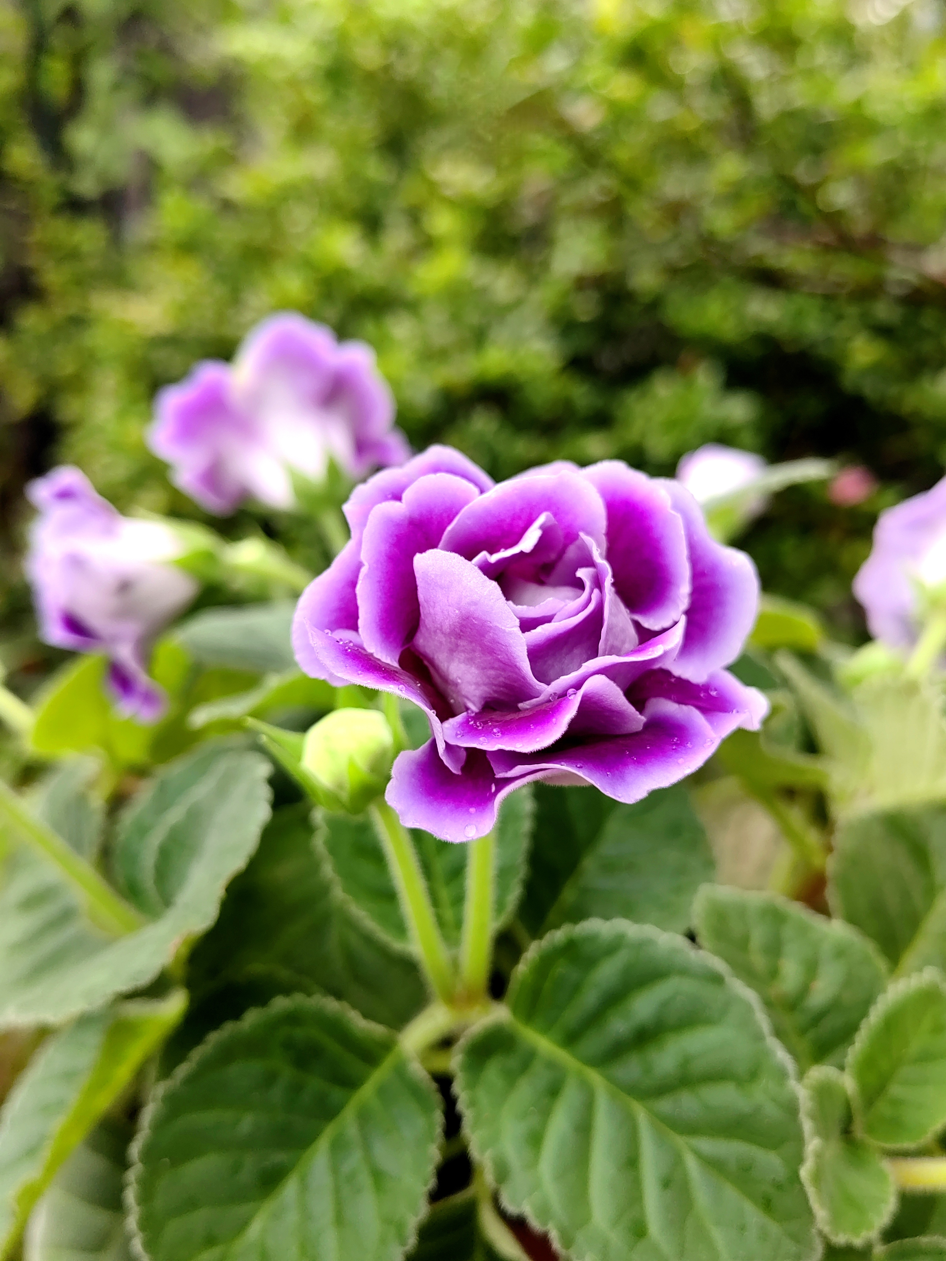 重生后的花中皇后大岩桐依然美丽动人