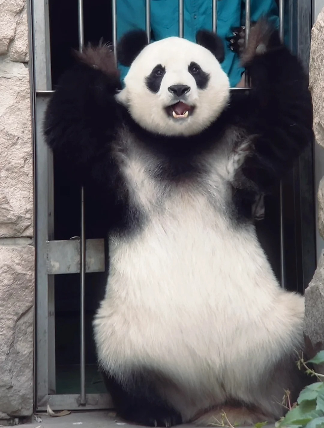 熊猫头挑眉表情包图片