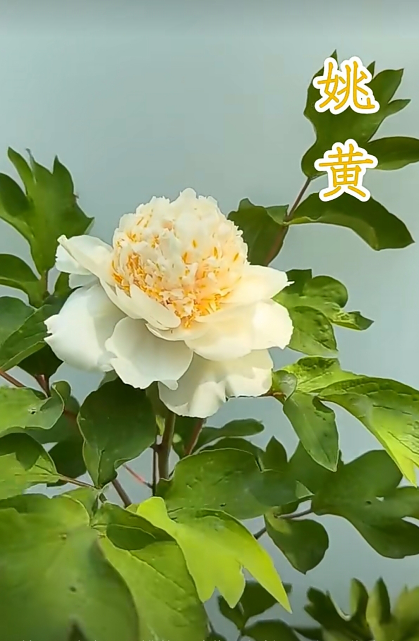 牡丹四大名品:魏紫,姚黄,豆绿,赵粉.