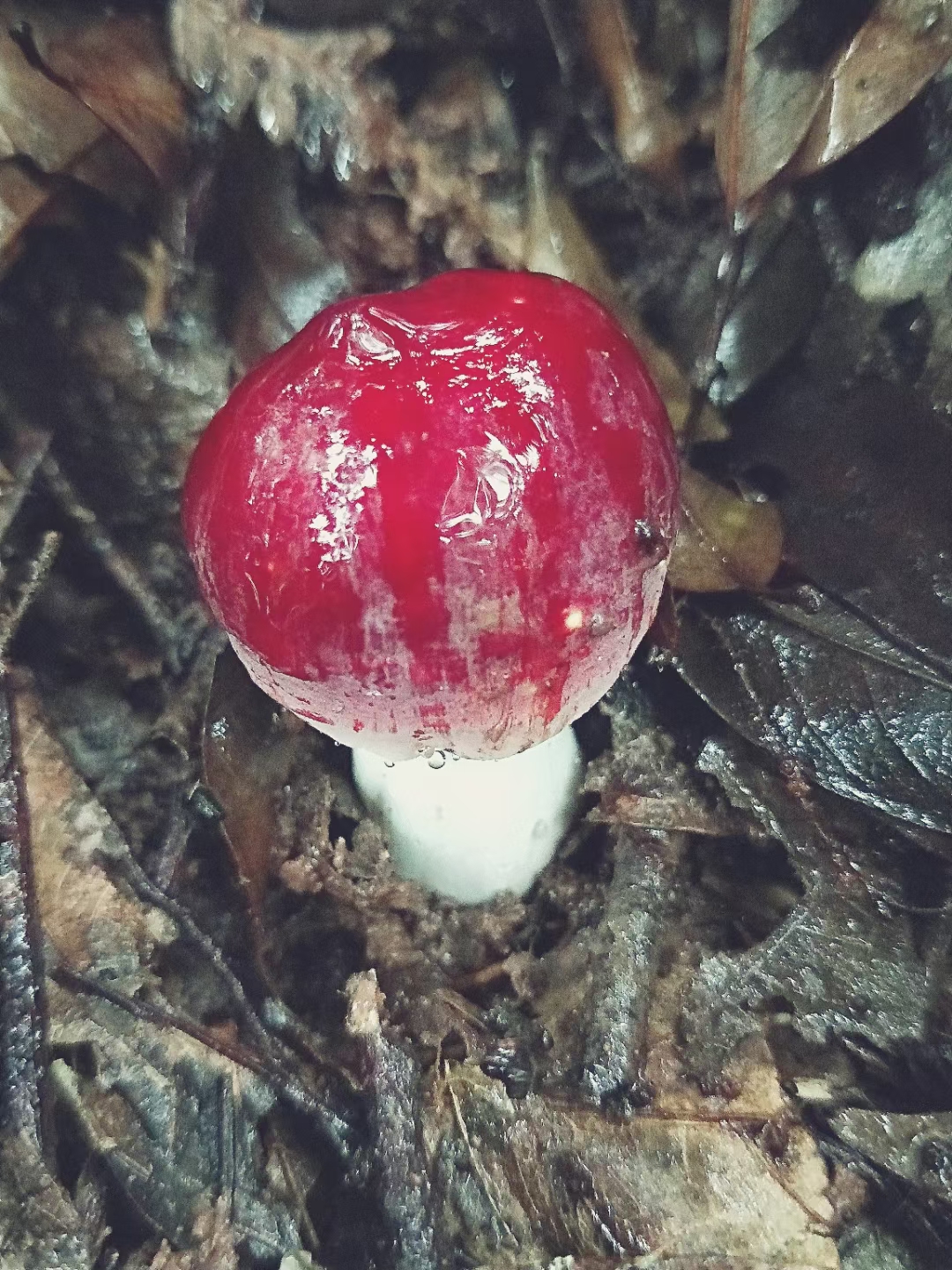 在广西容县浪水镇一带出红茹(即红椎菌),雨后很多人上山欲采几朵煲汤