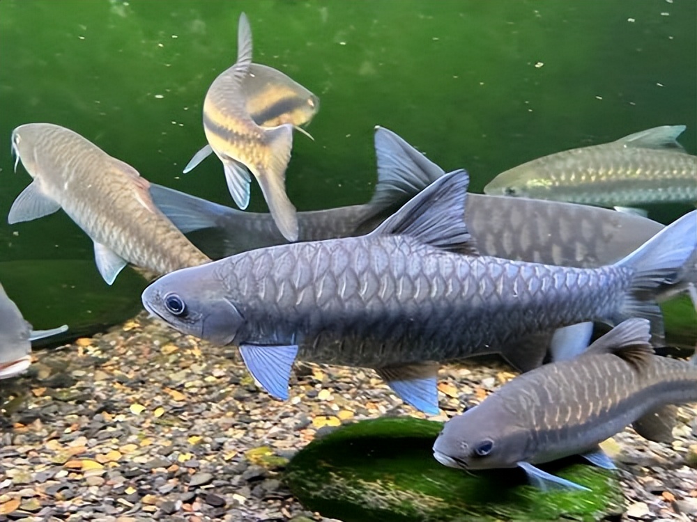 在家中打造一个"侏罗纪公园"?不加温也能养的四大凶猛观赏鱼