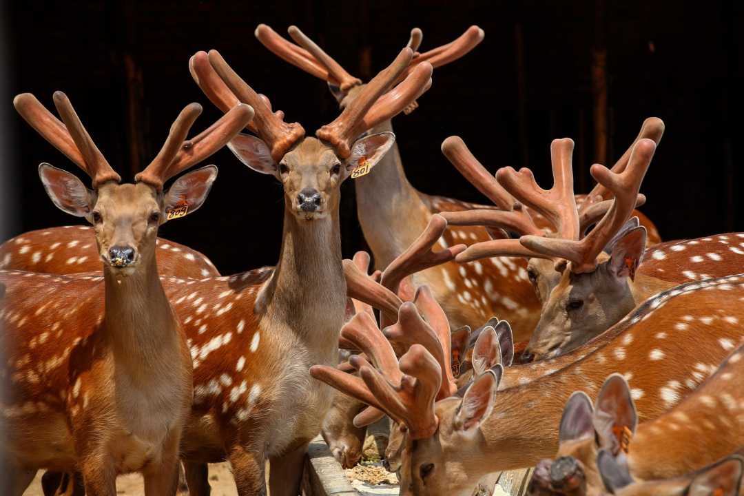 南京下岗女工养鹿救子,用鹿血治愈儿子绝症,逆袭成为百万富翁