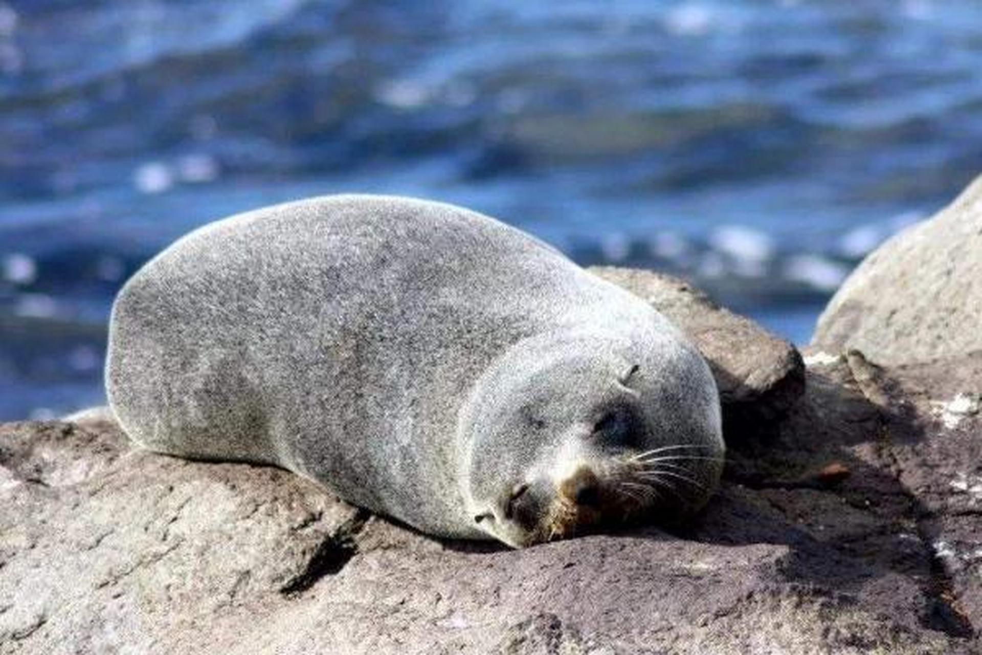 海象以鳃类软体动物为主食,也捕食其他海洋生物.