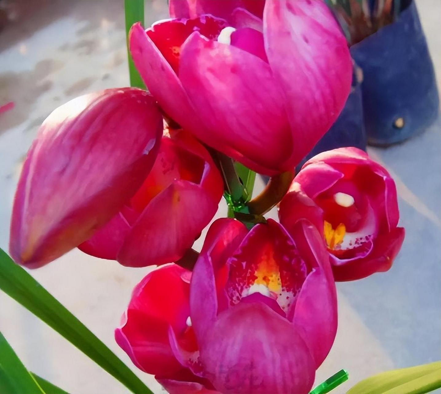 "大将军"兰花以其典雅,花量大,香气浓郁等特点深受喜爱.