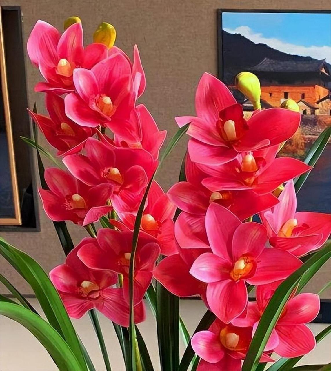 "大将军"兰花以其典雅,花量大,香气浓郁等特点深受喜爱.