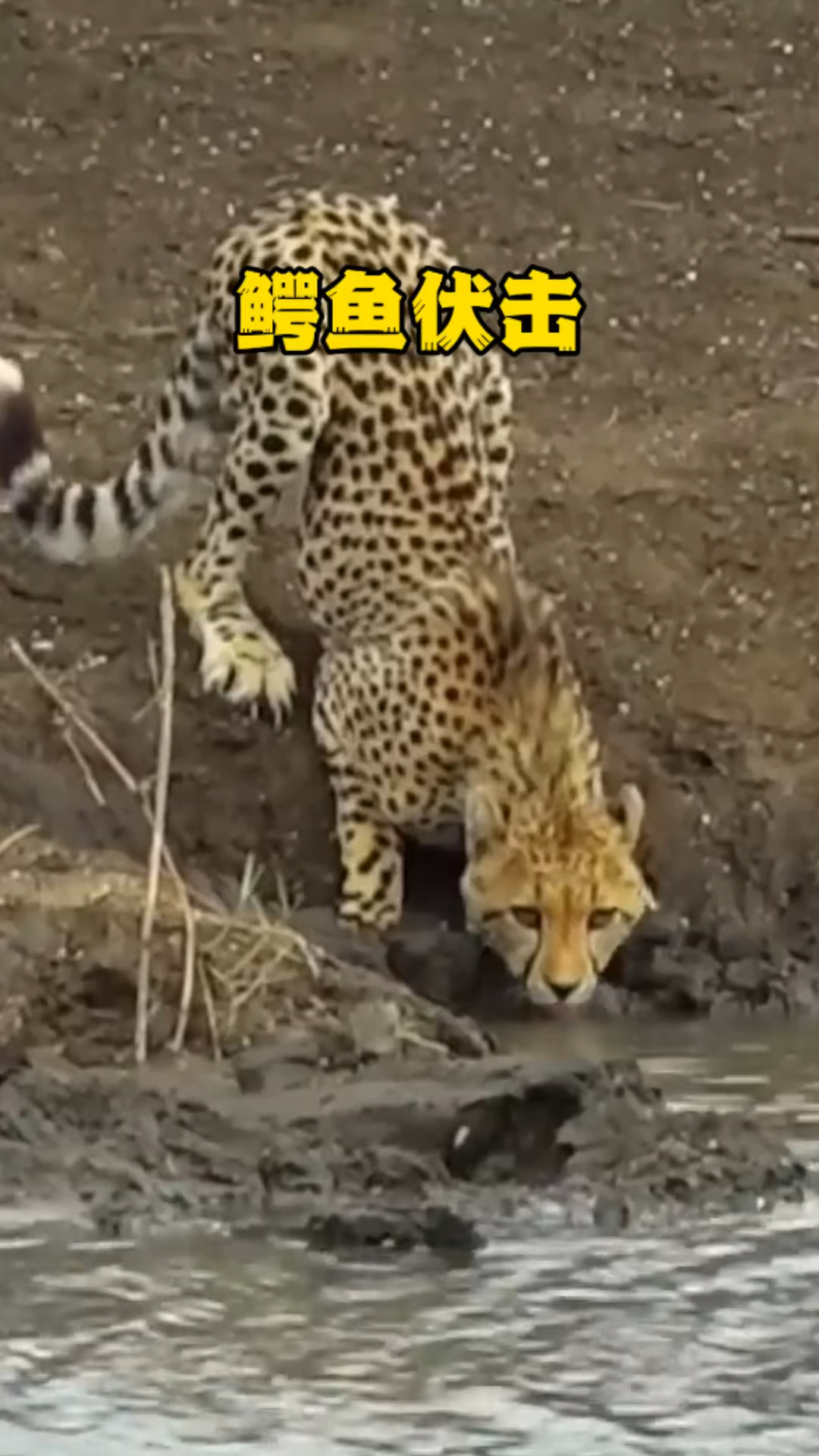鳄鱼偷袭喝水的猎豹,但遇到美洲豹可就直接反转了,真是牛批啊-度小视