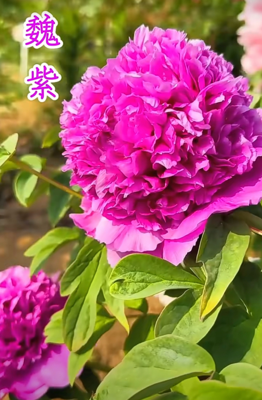 牡丹四大名品:魏紫,姚黄,豆绿,赵粉.