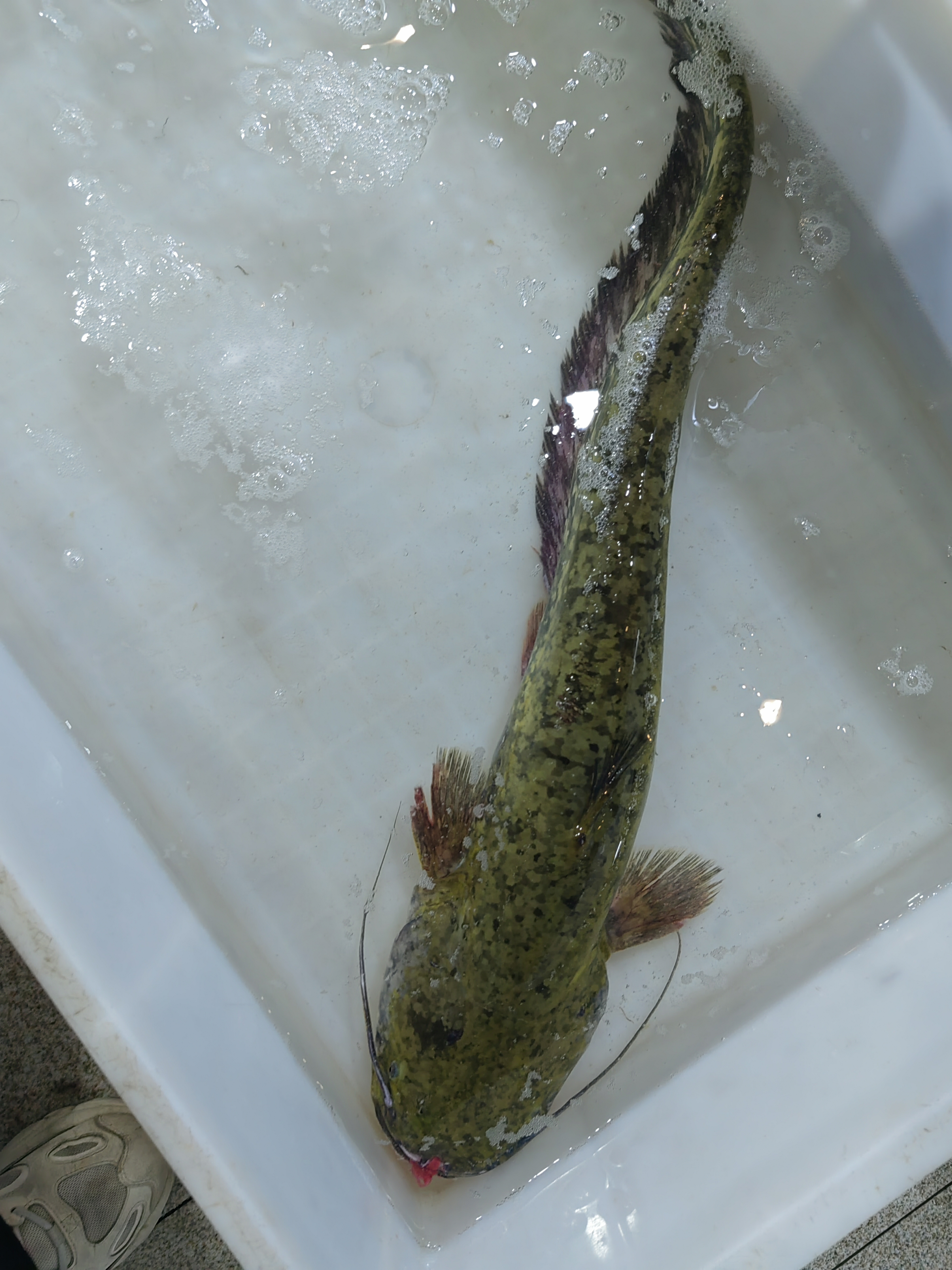 这海鲶看上去很像平时池塘里的鲶鱼,但身上有花纹,尾巴有长长的鱼鳍