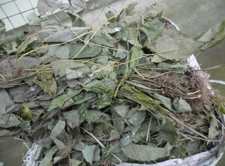 升阳3味药,赛过小人参,补肾,填精,强筋骨,中老年也能焕发青春活力!