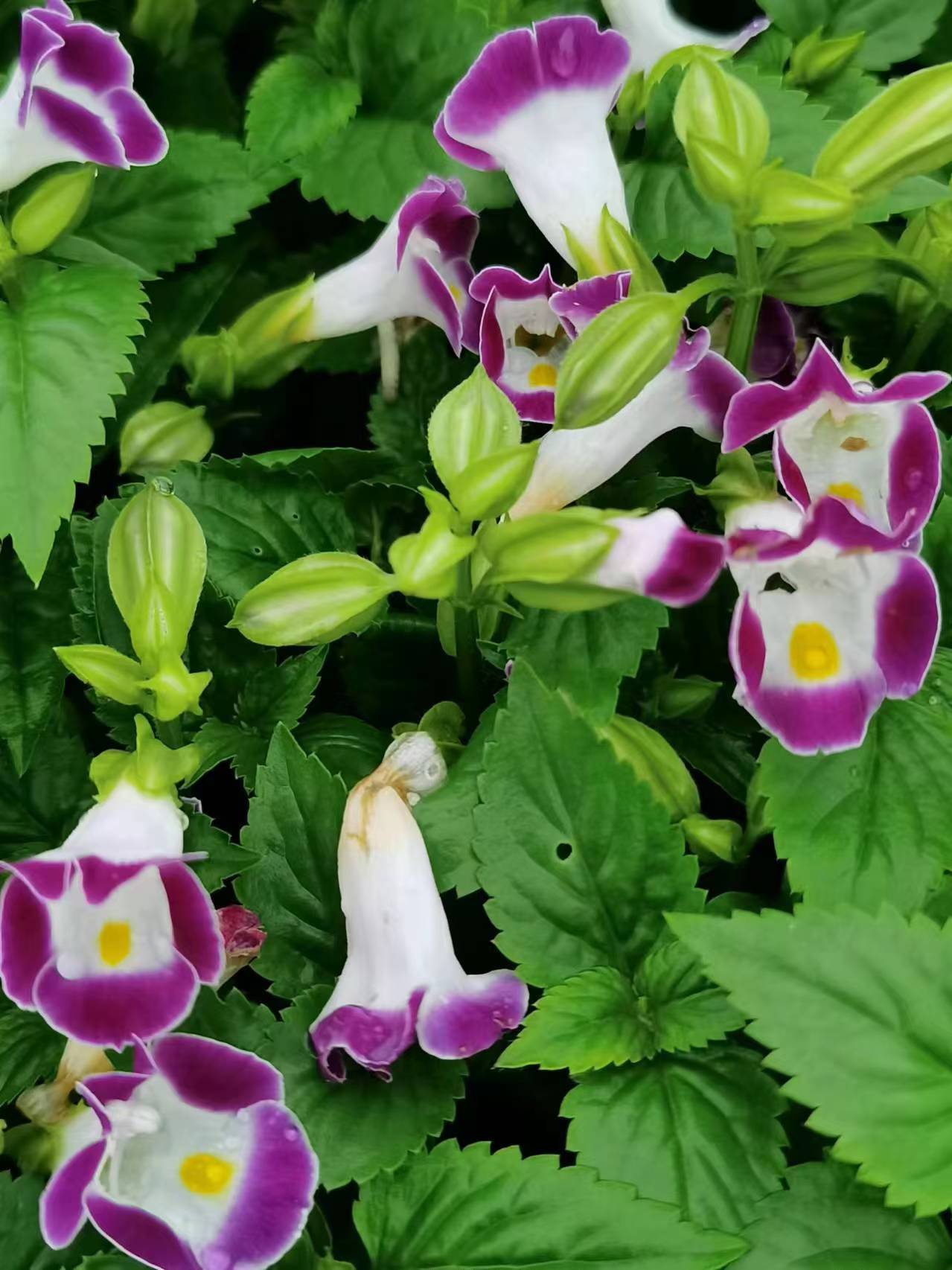 蓝猪耳,也称蝴蝶花.但它是一种草,所以又叫蚌壳草,散胆草,倒胆草等.