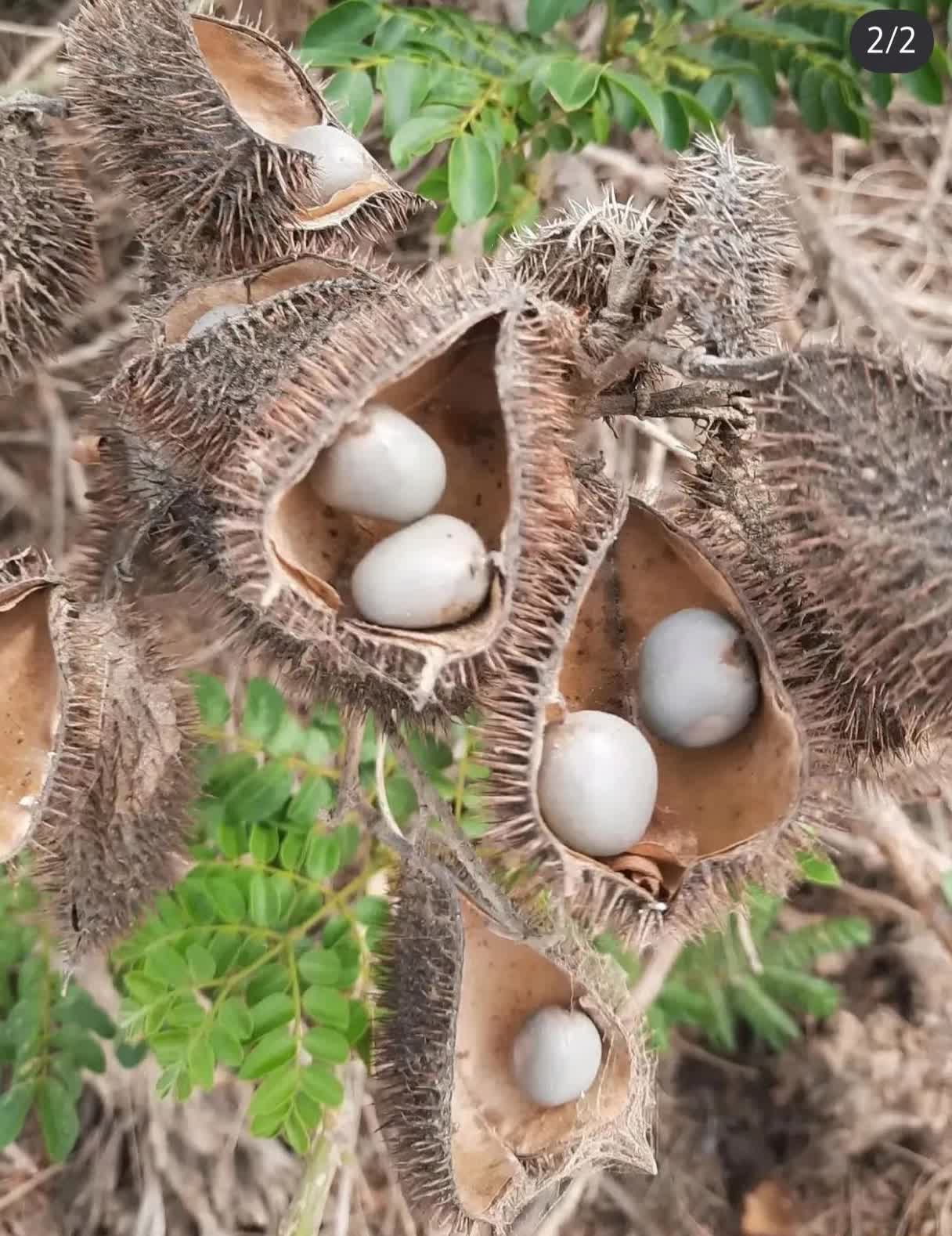 你曾经见过这种蛇蛋吗?