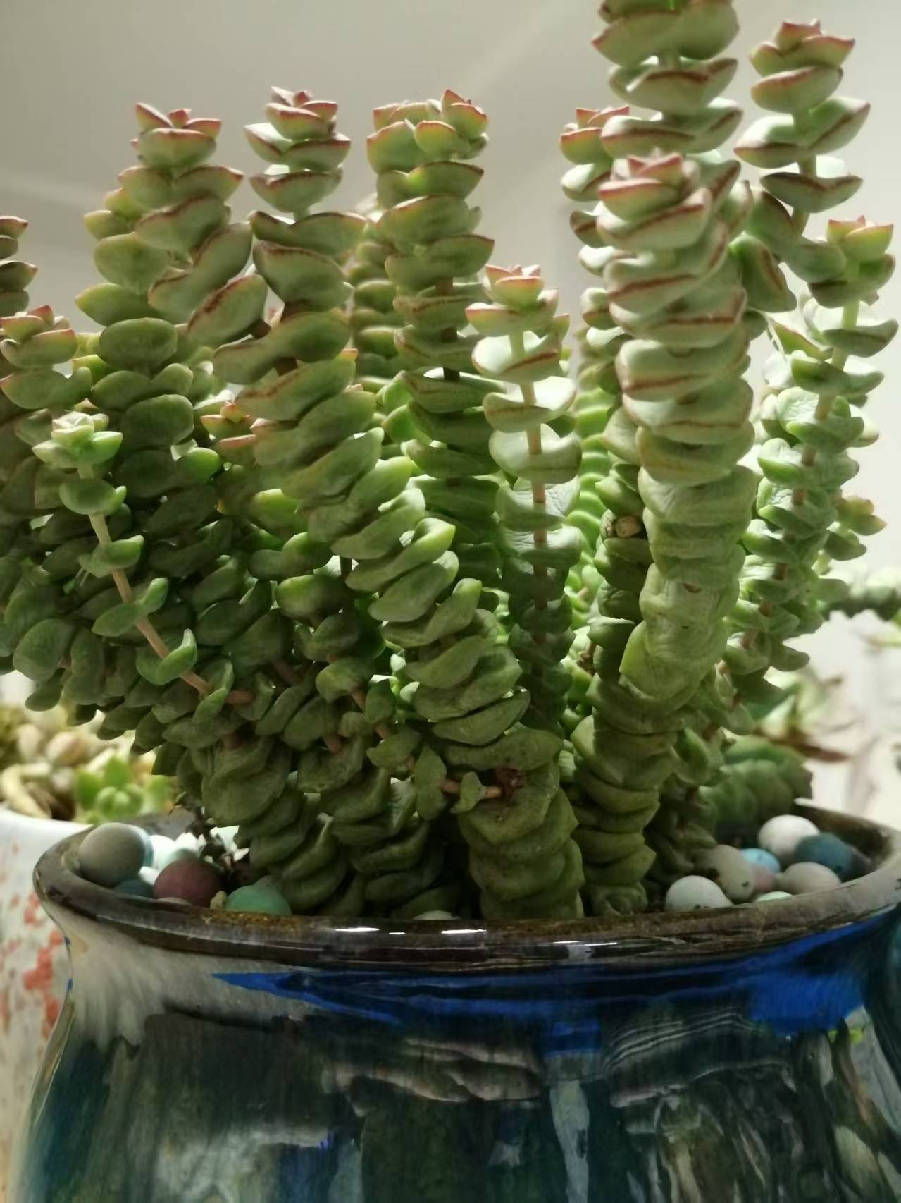 请看,多肉钱串串像不像串串铜钱?