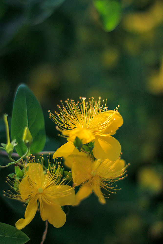 金丝桃花开正当时【原创】 夏风轻拂,朝阳洒落.