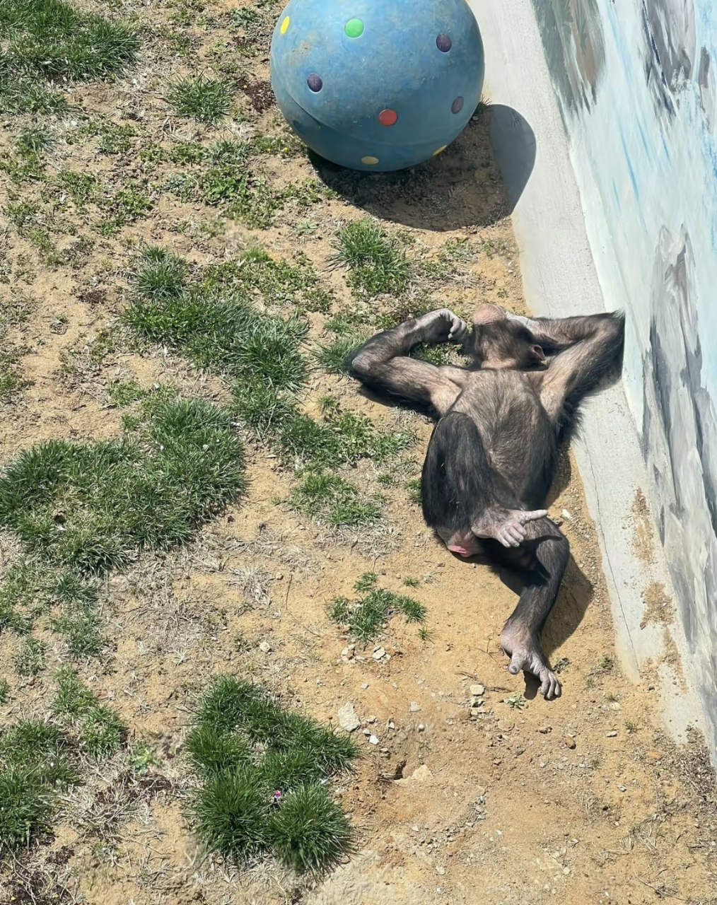 这是西霞口野生动物园里的猴子的状态,这也太惬意了吧.