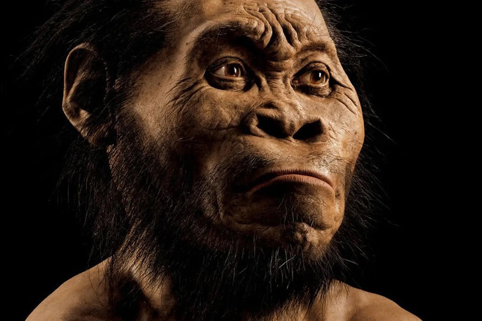 人类演化的研究对理解我们如何成为 智人是什么样子非洲智人 露西非洲