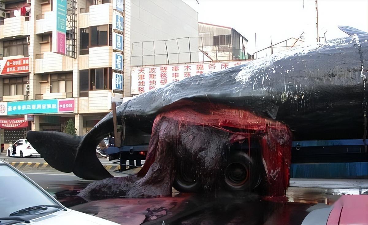 "一鲸爆,万物死"!鲸爆的威力有多恐怖?台湾街头就曾上演过
