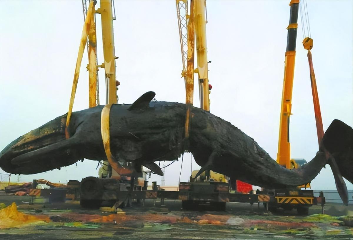 "一鲸爆,万物死"!鲸爆的威力有多恐怖?台湾街头就曾上演过