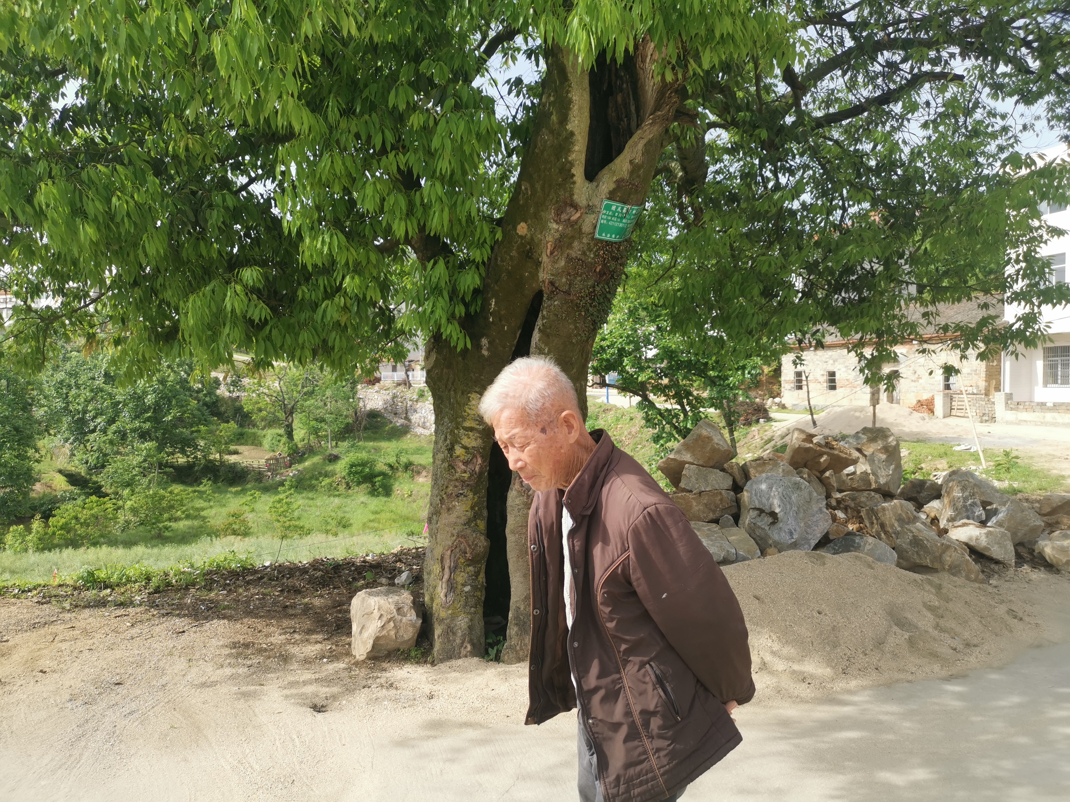 武汉新洲与黄冈团风交界的接天山下,有个古村子,村头一颗很粗壮的老树