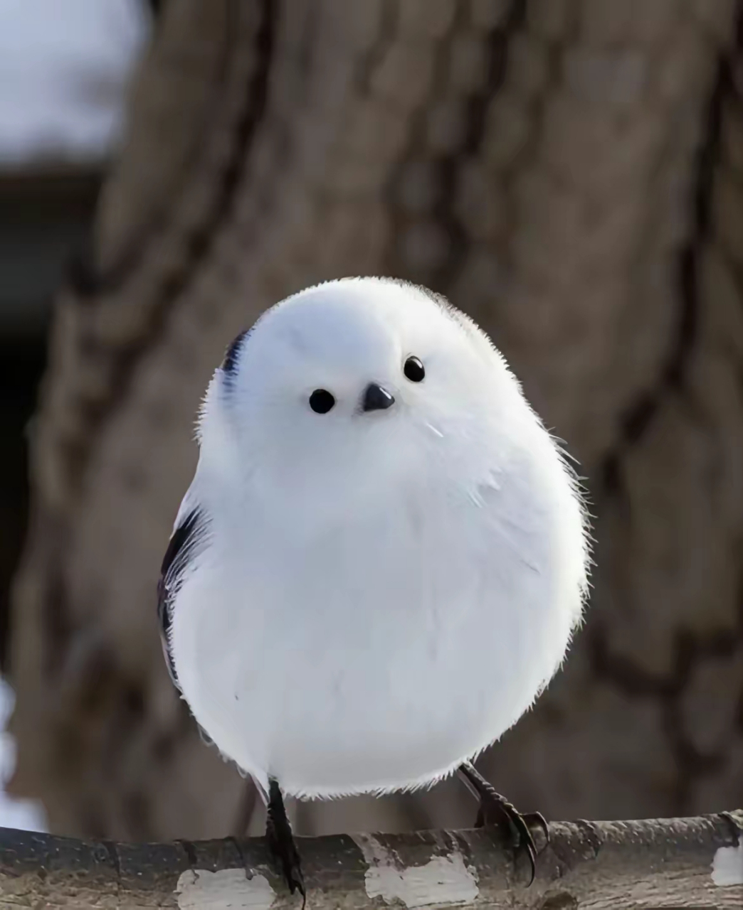 919191百度小百科来喽:  肥啾是指银喉长尾山雀.