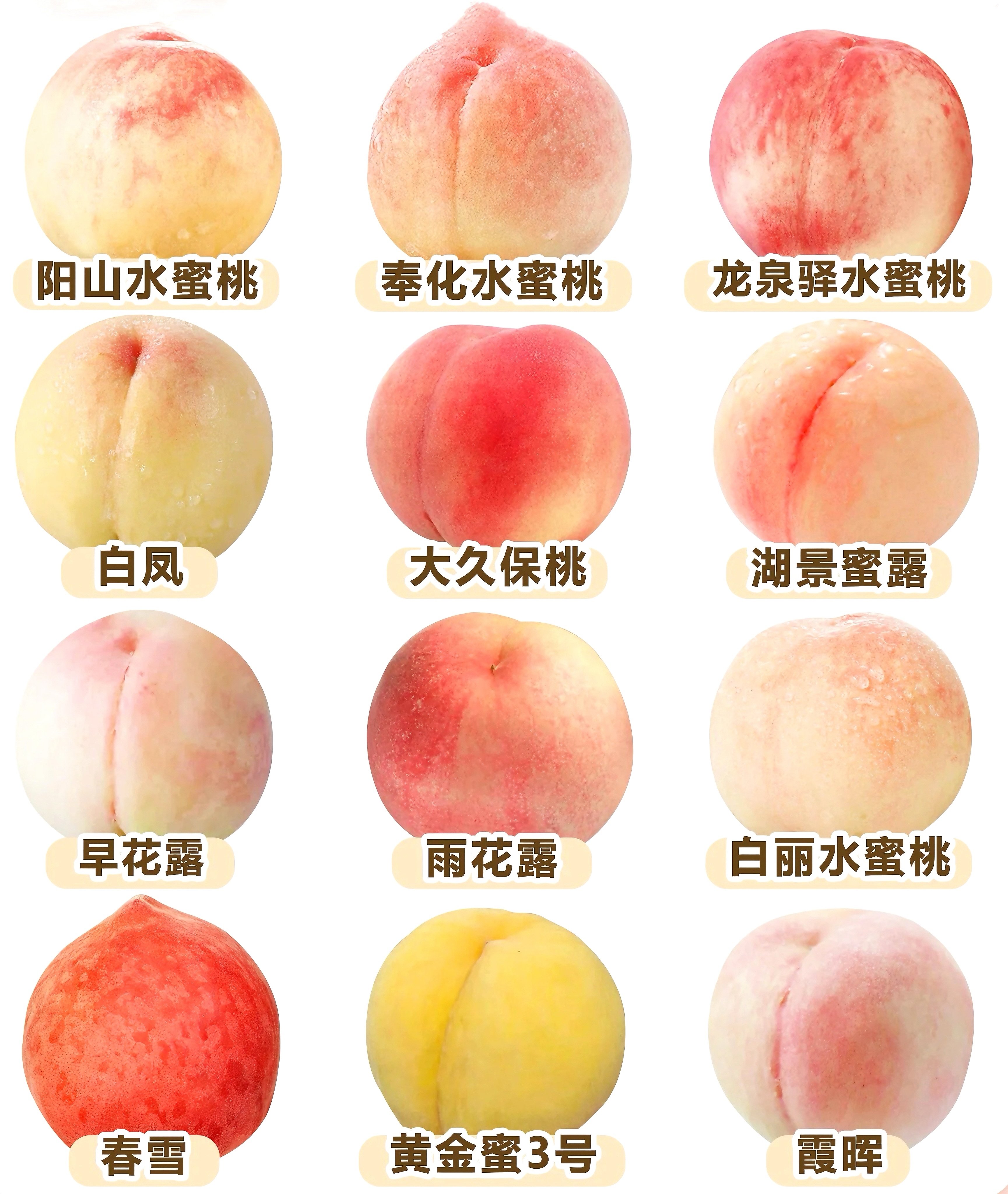 成都跟桃子的历史相当悠久,已经种植四百多年啦