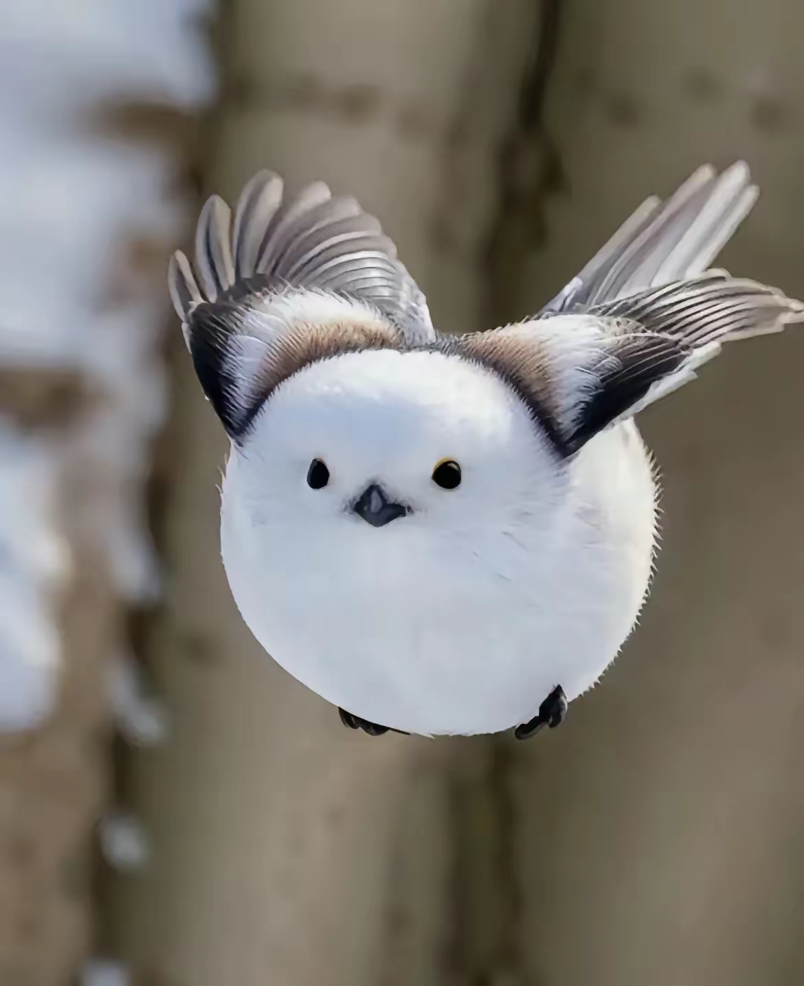 [小红花][小红花][小红花]  小肥啾太可爱了,太