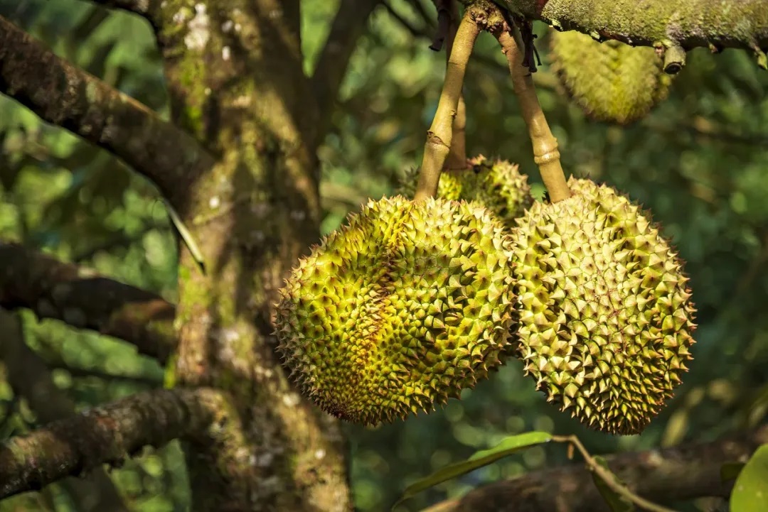 人们要了解一个概念,榴莲并不是单一的一种植物