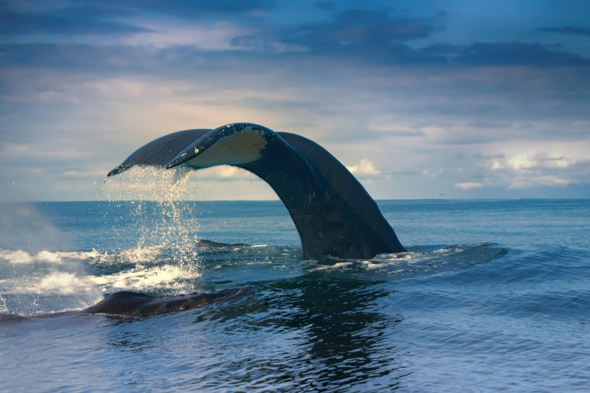 musculus),又称为大须鲸,是地球上现存体型最大的动物