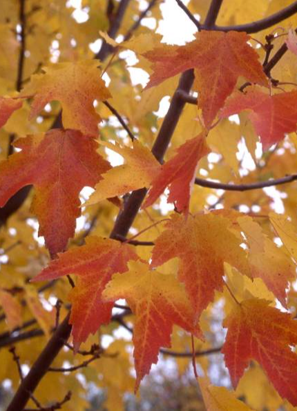 红花槭,曾经一棵卖1.2万元,到现在却无人问津?