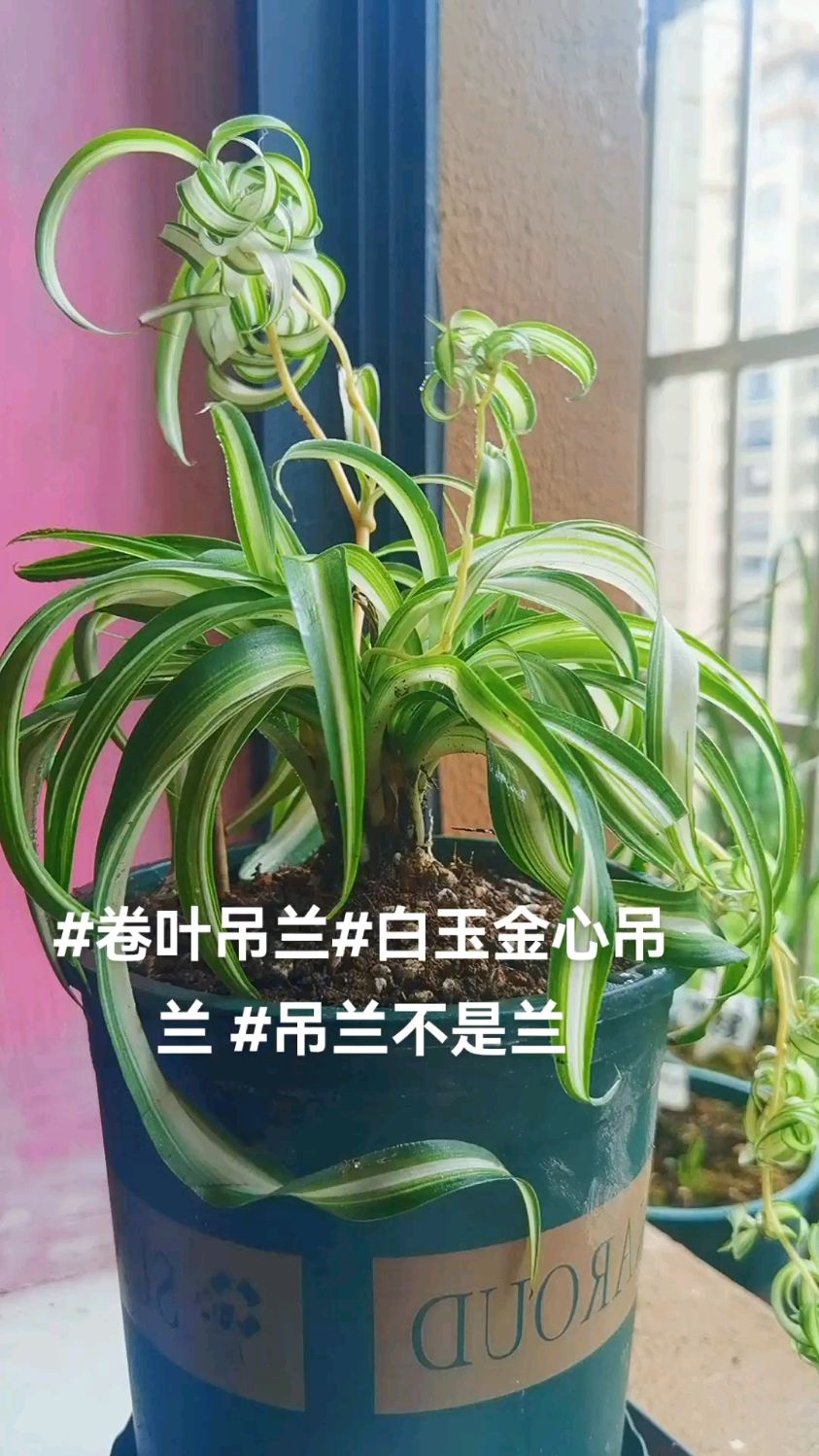 阳台绿植#白玉金心吊兰#卷叶吊兰